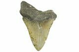 Fossil Megalodon Tooth - North Carolina #361720-2